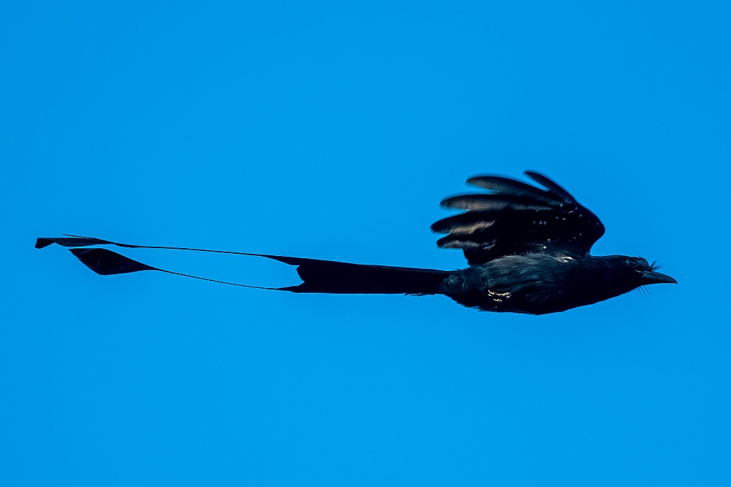 Greater Racket-tailed Drongo