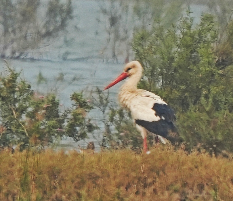White Stork