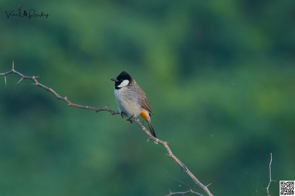 White-eared Bulbul