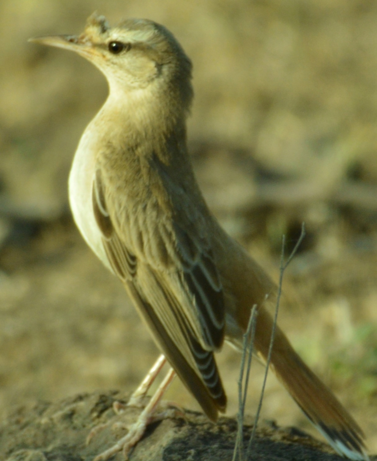 Rufous-tailed Scrub Robin