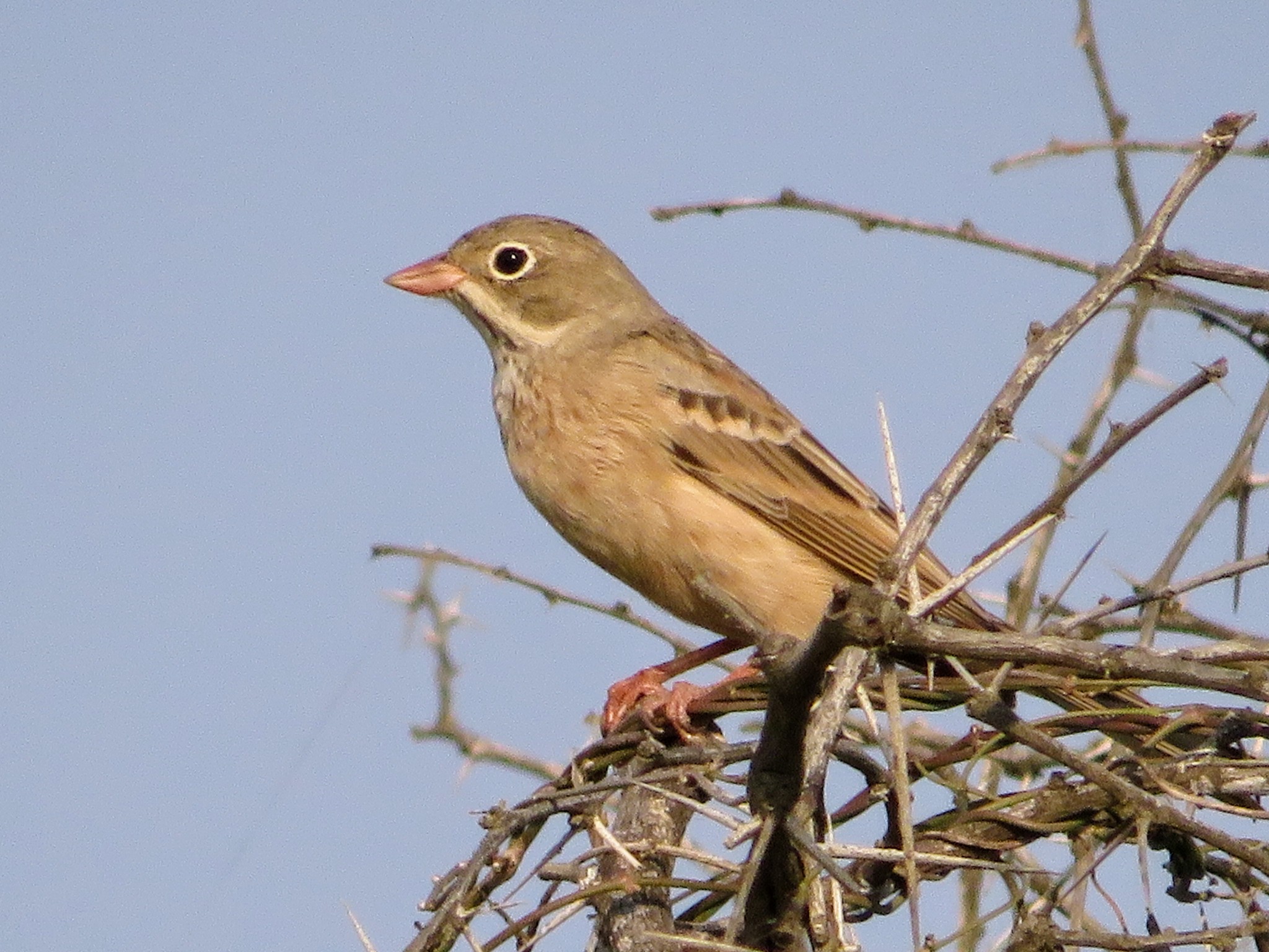 Grey Necked Bunting