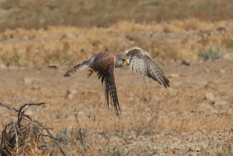 Common Kestrel
